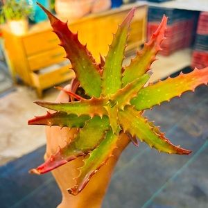 aloe plant | orange flame | 4 inch